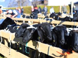 2019_ausstellung polling_102